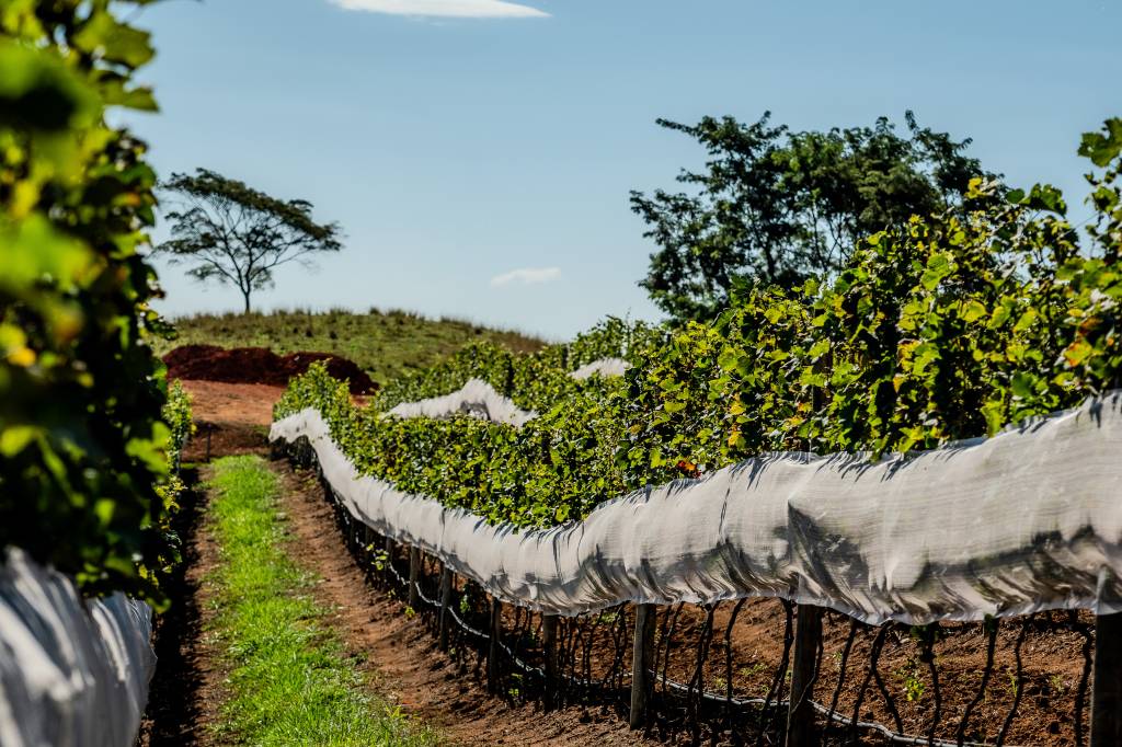 Sabores, vinhos e os novos caminhos da Serra fluminense