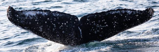 A cauda estrelada de Preta Gil