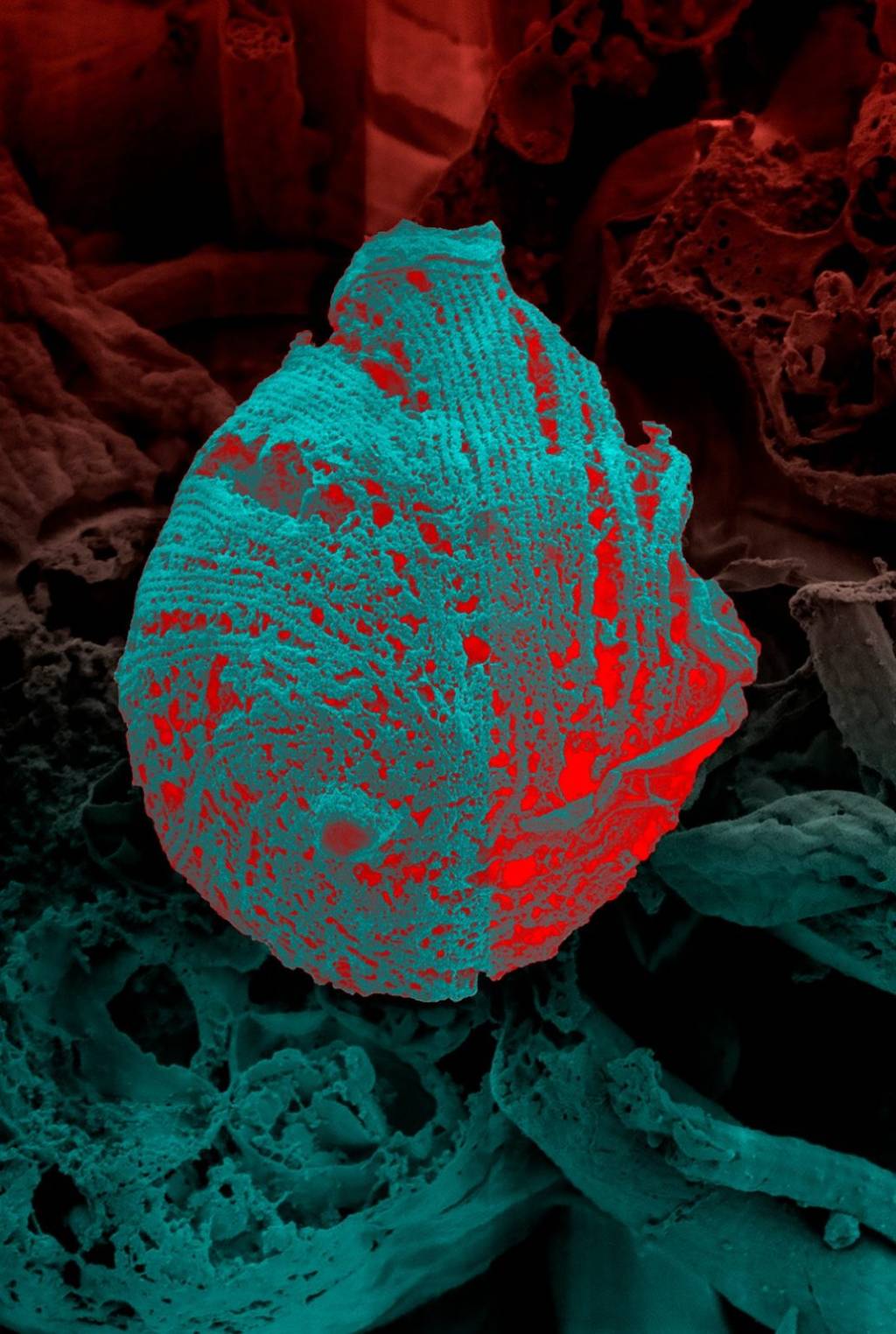 Ciência e arte: UFRJ tem duas fotos finalistas em prêmio inglês