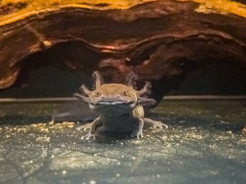 Que fofos! AquaRio ganha reino dos axolotes, anfíbios originários do México