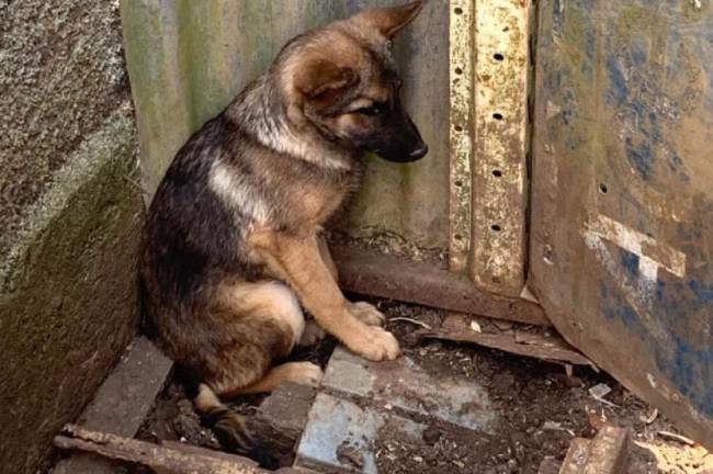 Linha verde: casos de maus-tratos contra animais crescem 18% em um ano