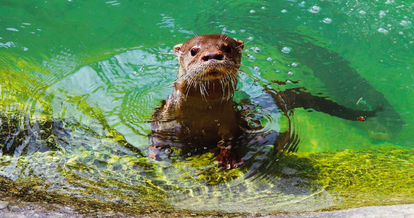 BioParque do Rio recebe crianças com o Transtorno do Espectro Autista