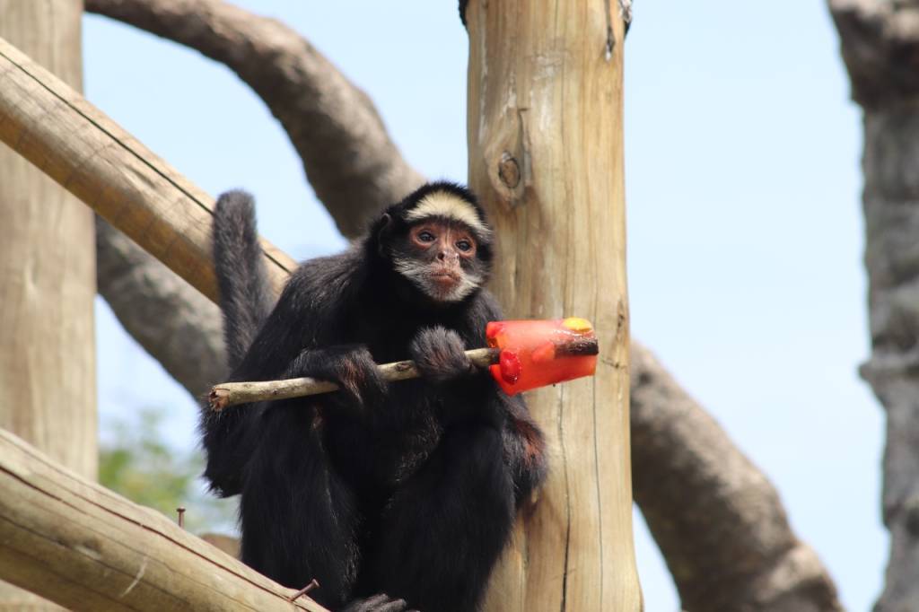 Dia do sorvete: BioParque do Rio vai distribuir picolés para macacos-prego