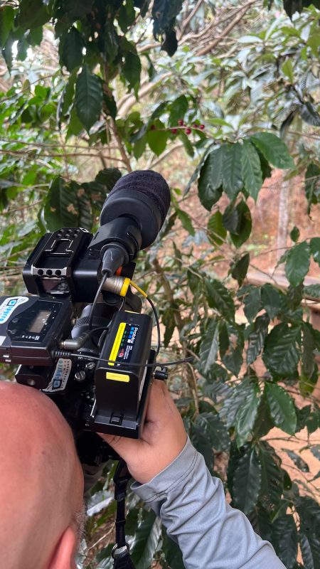 Plantação de café na Chácara Modelo