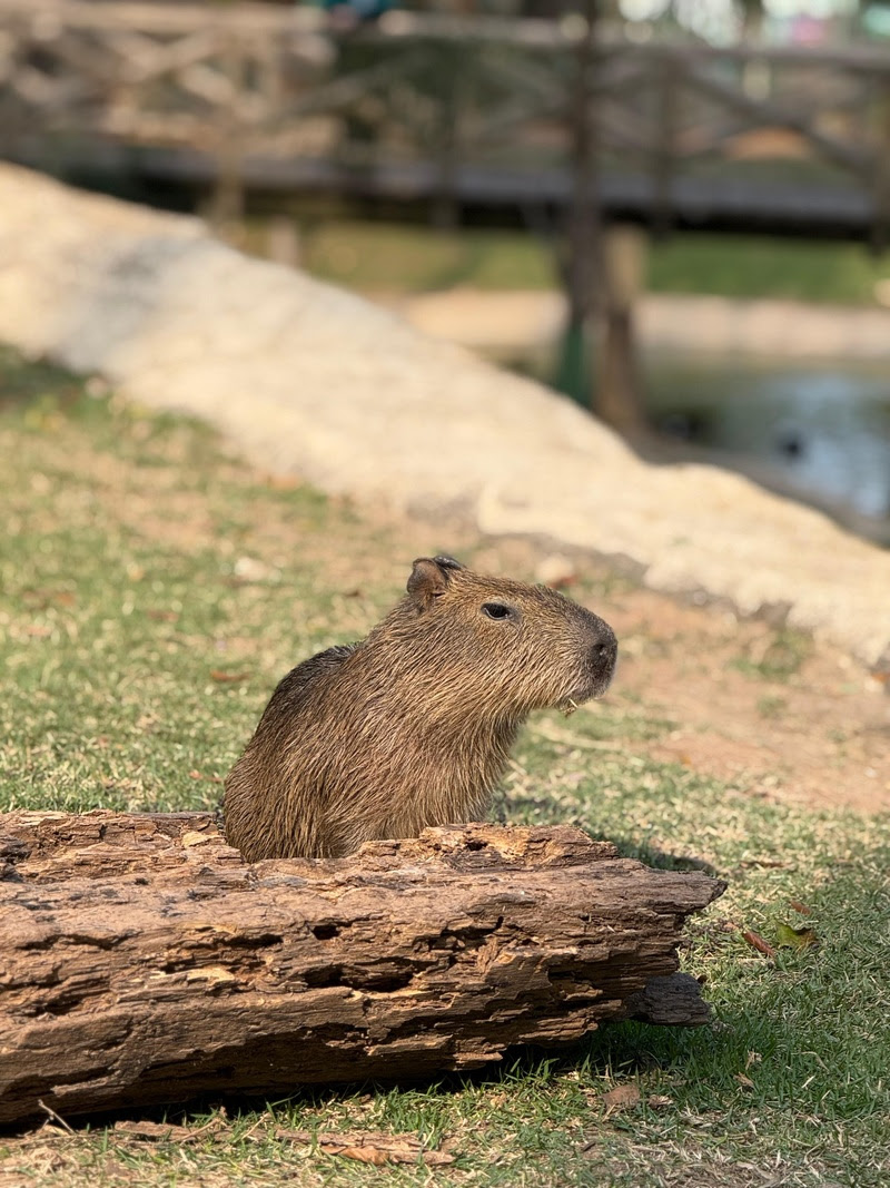 De resgatado a estrela: Capivaldo, a capivara do BioParque  