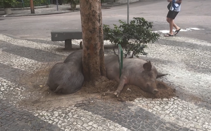 Porquinhos do Cosme Velho e Laranjeiras (os de quatro patas)