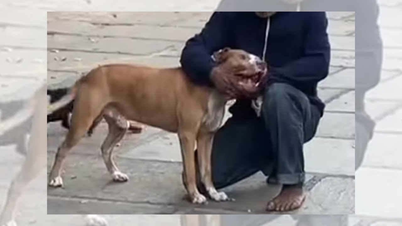 pitbull-morador