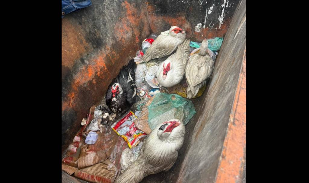 Claudia Lustosa, da Amigos do Parque Guinle, comenta sobre aves sumidas