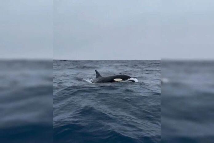 Grupo de cinco orcas é flagrado nadando no mar da Barra; veja o vídeo