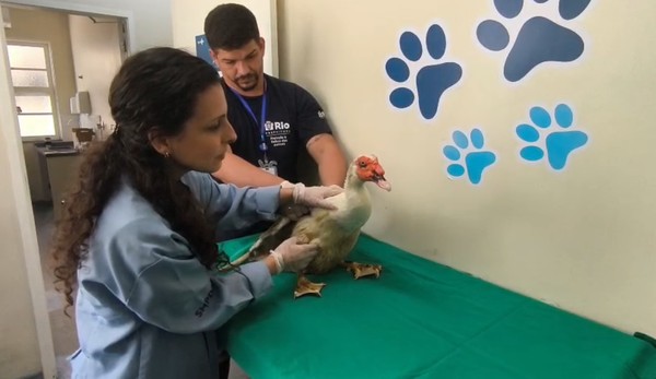 Final feliz no Parque Guinle: patos e gansos voltam ao habitat natural