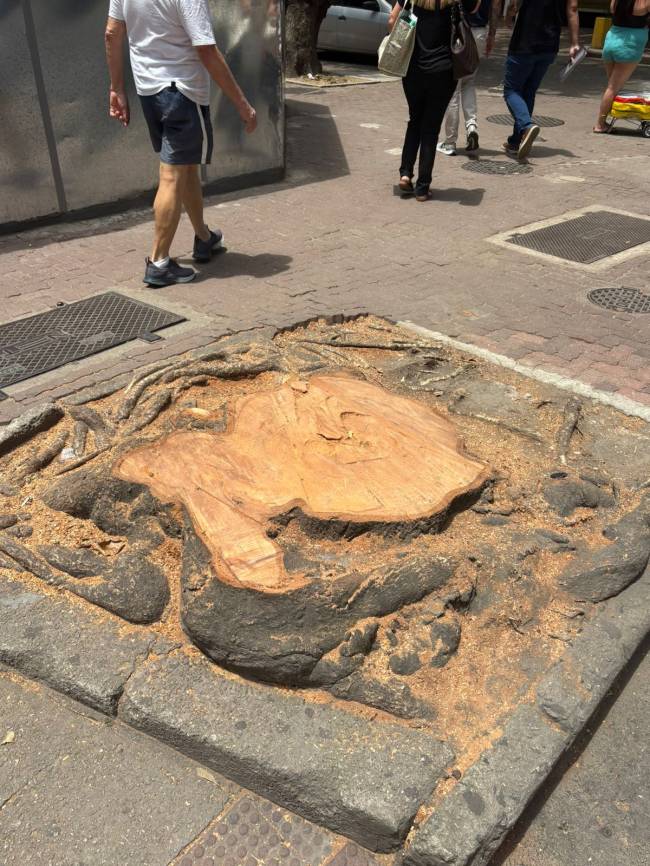 Um tronco aparentemente saudável, mas segundo laudo de engenheiro florestal, a árvore estava condenada