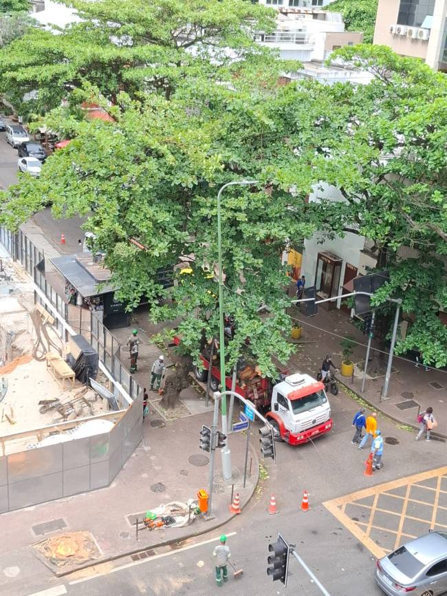 A árvore antes de ser removida