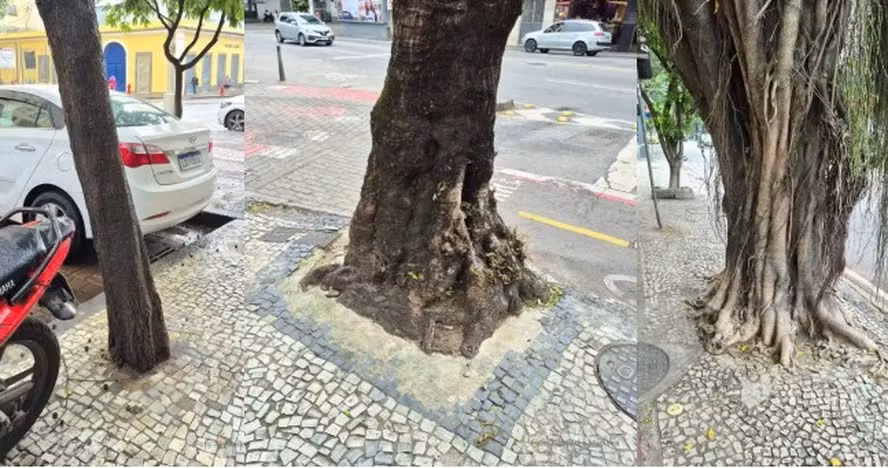 Moradores de Laranjeiras denunciam que raízes de árvores foram cimentadas