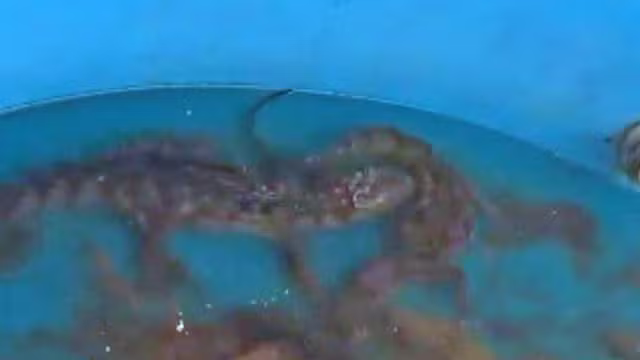 Filhotes de jacarés em caixa d’água são encontrados durante operação da PM