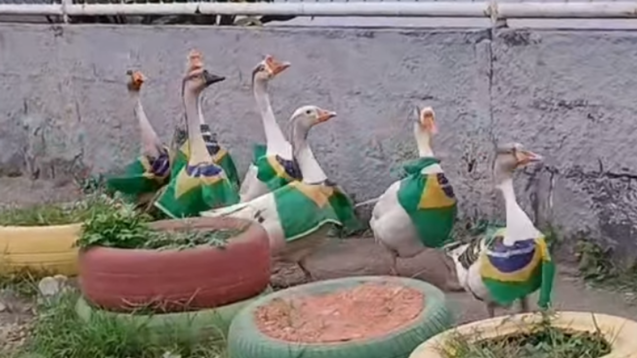 Um grupo de seis gansos brancos e cinzas, usando coletes com a bandeira do Brasil, em um pátio com pneus coloridos usados como vasos de plantas