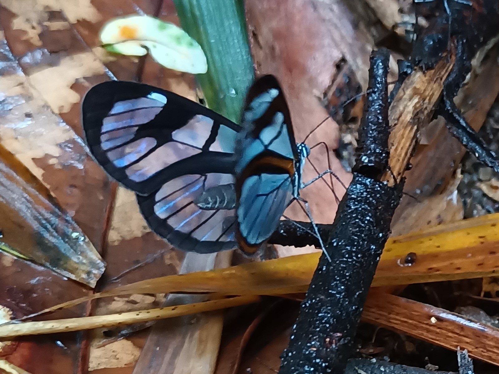 Borboleta com asas transparentes e bordas pretas, com detalhes em azul claro e laranja, pousada em um galho escuro e &uacute;mido. Folhas secas marrons e uma folha verde ao fundo comp&otilde;em o ambiente natural