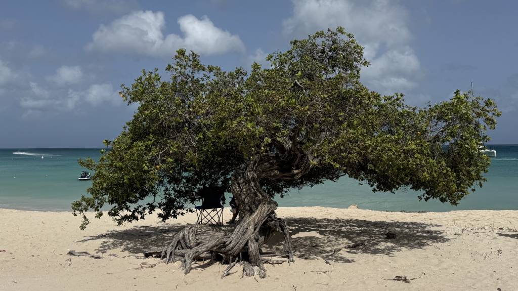 Aruba: destino de wellness no Caribe vai muito além das praias
