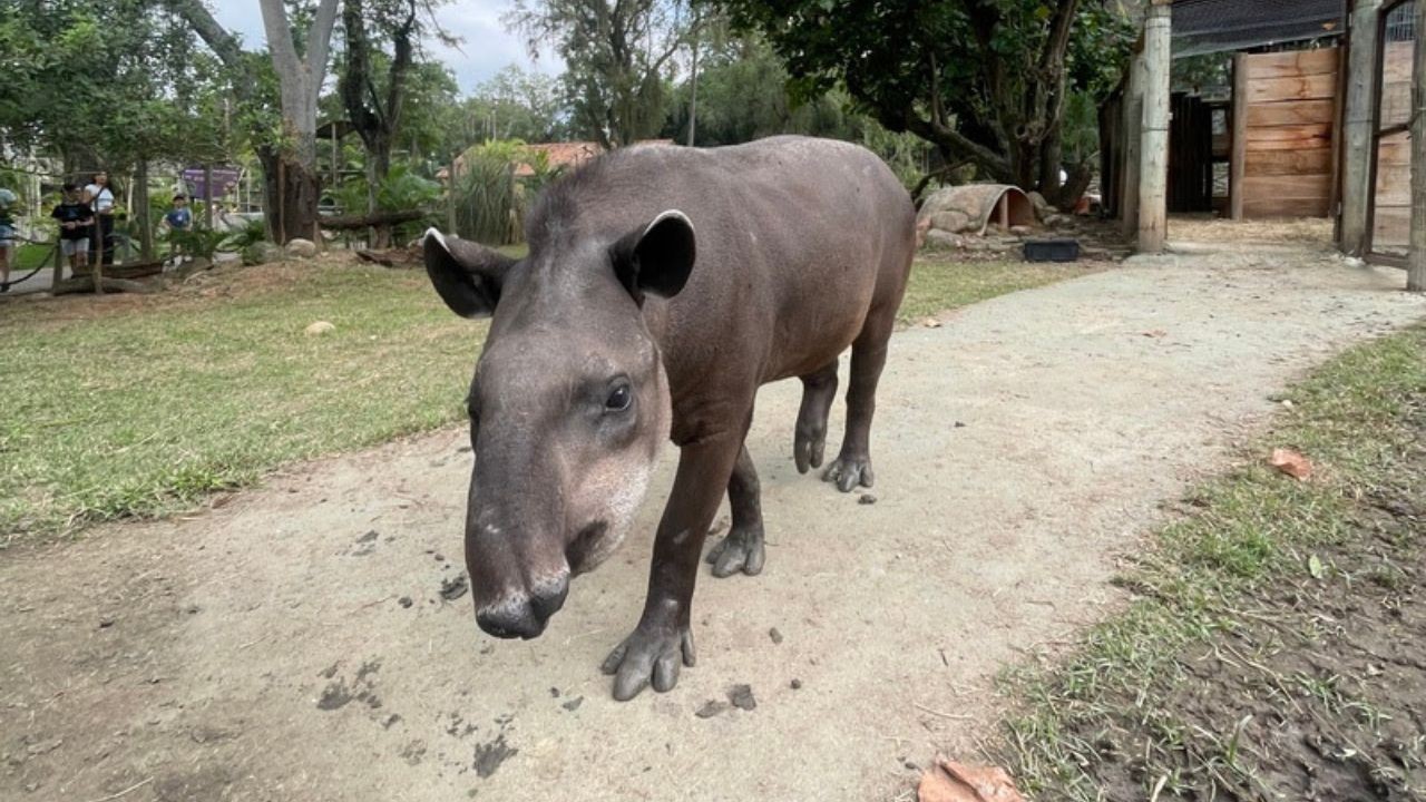 Bioparque pede para os cariocas escolherem nome de anta recém-chegada