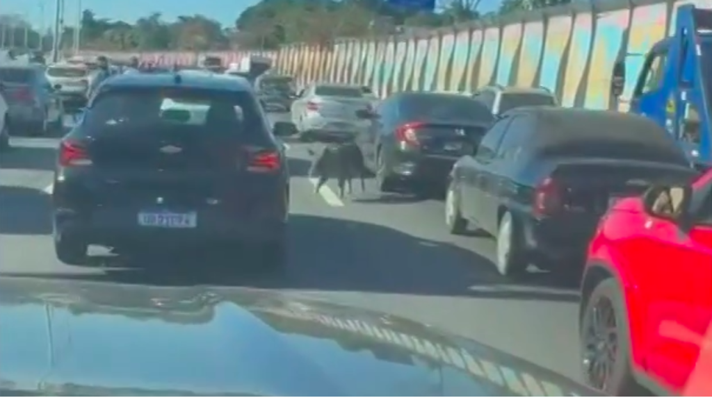 Depois do bezerro no trem, porco invade a Linha Vermelha