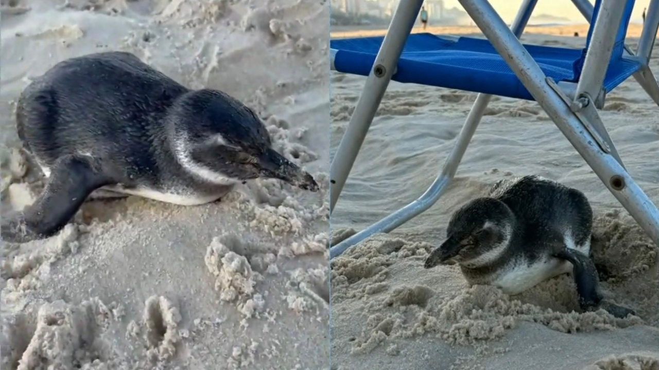 Um pinguim pequeno, de penas escuras e barriga branca, deitado na areia da praia. Na imagem da direita, ele está sob uma cadeira de praia azul e cinza, com a cabeça virada para a direita. A areia está molhada e há pegadas. Ao fundo, prédios e o céu claro.