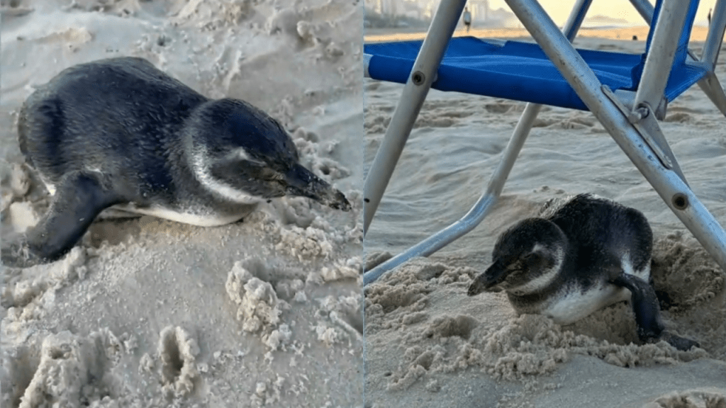 Pinguim chega à Praia de Ipanema e se abriga em cadeira de praia