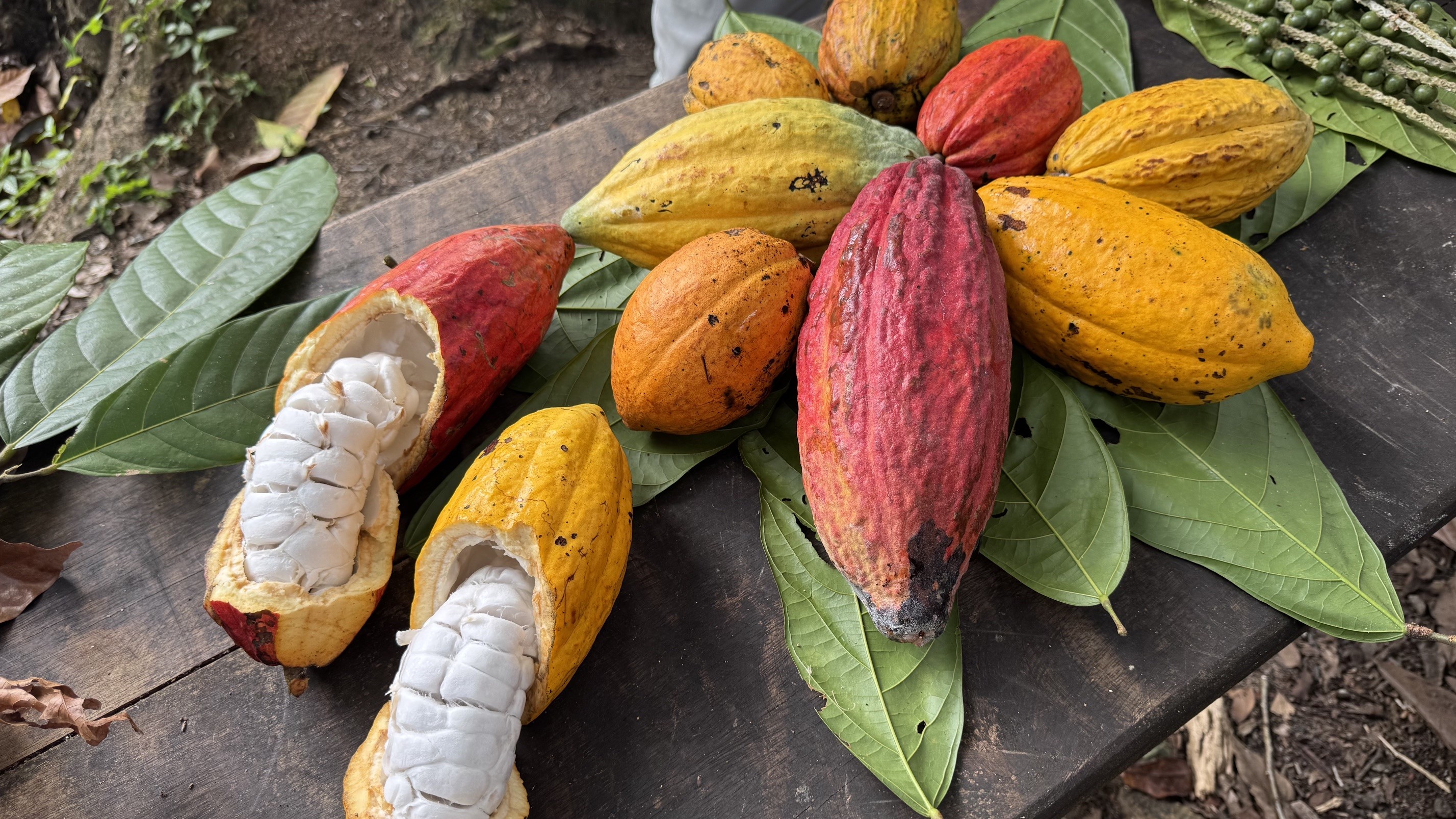 Ilhéus: roteiro por fazendas de cacau e fábricas de chocolates artesanais