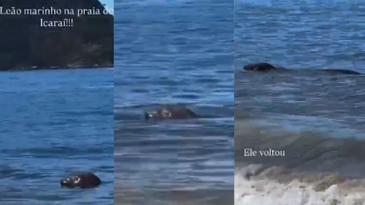 Após voltinha pela orla Rio, elefante-marinho aparece em Niterói