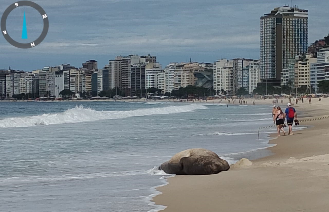 Elefante-marinho está merecendo um título de cidadão carioca (vídeo)
